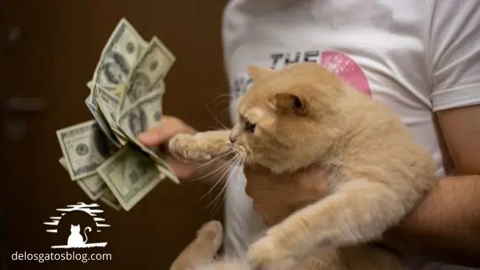 15 gatos que cuestan mucho, pero mucho billete