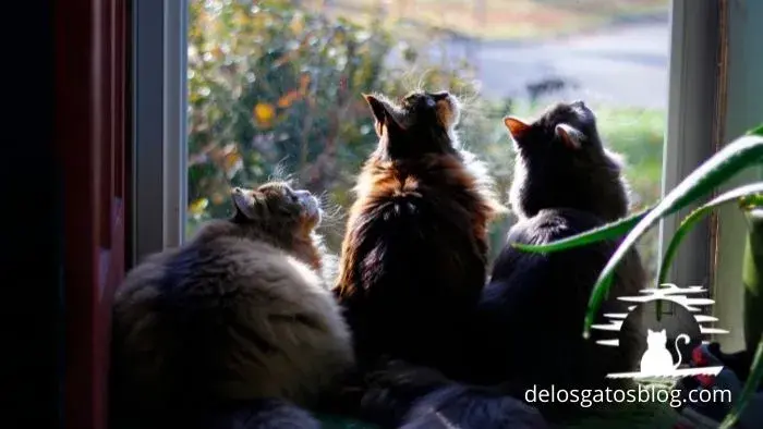3 gatos ragamuffin mirando los pajaros por una ventana