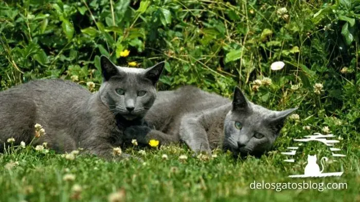 Camada de gatos Azul Ruso