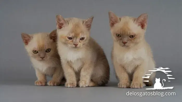 Camada de gatos Burmes