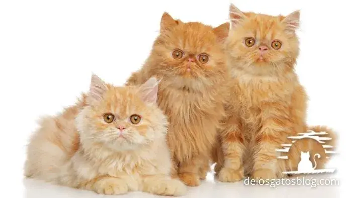 Camada de gatos Persas