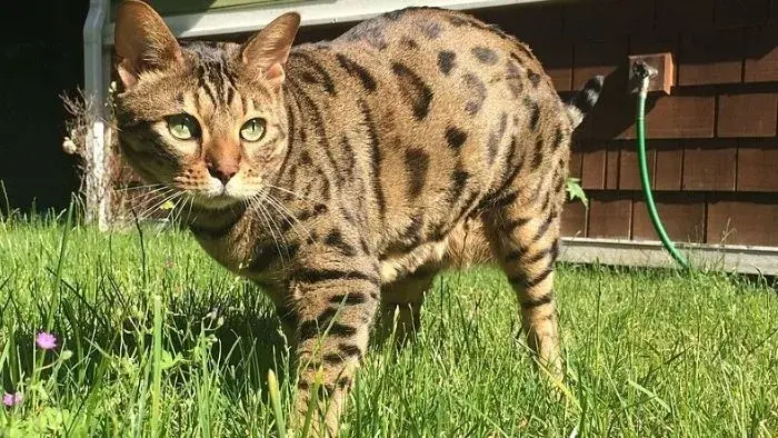 Cheetoh una raza de gato doméstico parecida al guepardo