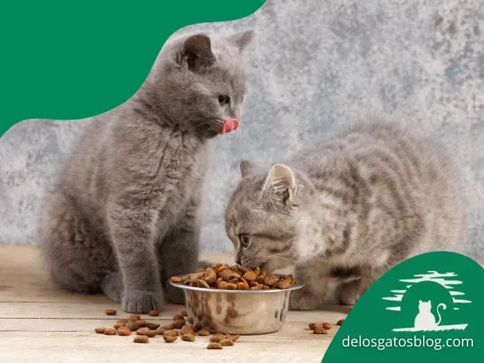 Comida para gatitos vs comida para gatos