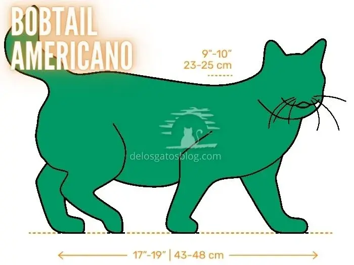 Dibujo con medidas del gato Bobtail Americano