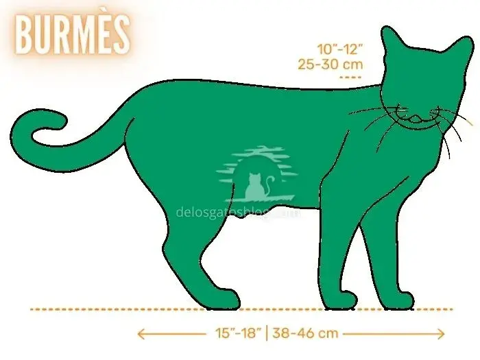 Dibujo con medidas del gato Burmès