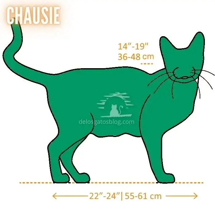 Dibujo con medidas del gato Chausie