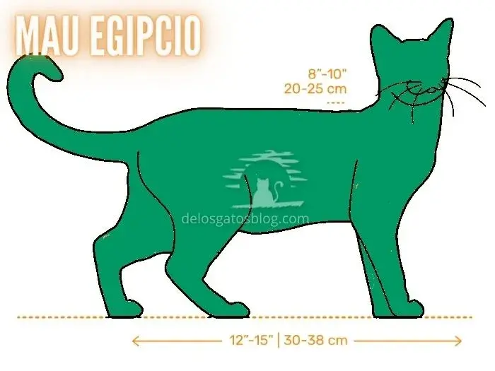 Dibujo con medidas del gato Mau Egipcio