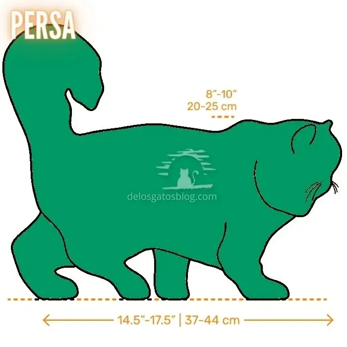 Dibujo con medidas del gato Persa