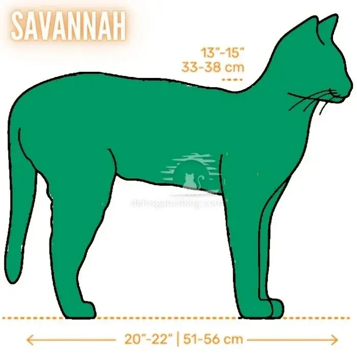 Dibujo con medidas del gato Savannah