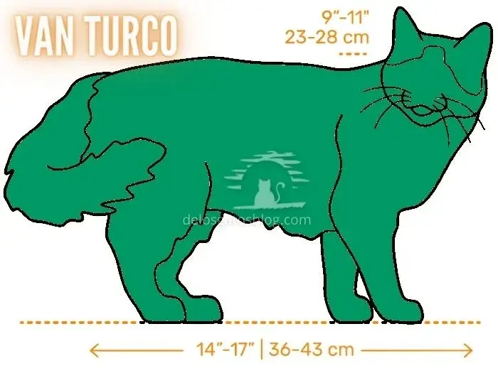 Dibujo con medidas del gato Van Turco