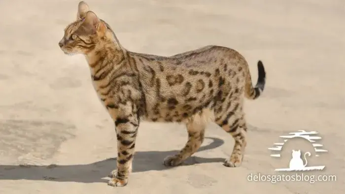 El gato Savannah tiene el pelaje y el porte de un guepardo