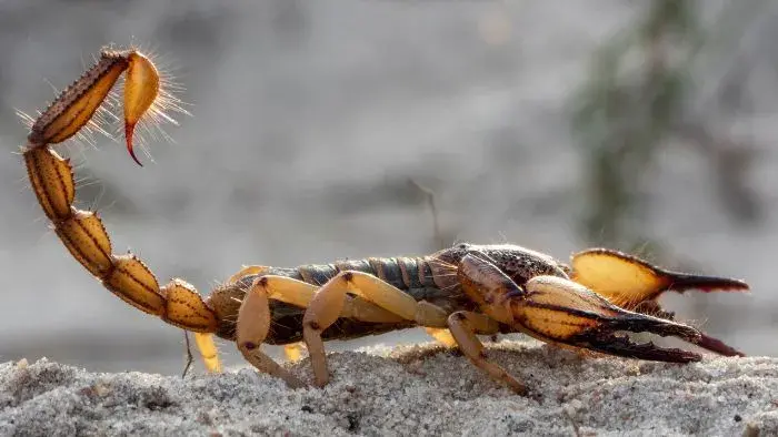 Escorpión amarillo muy venenoso