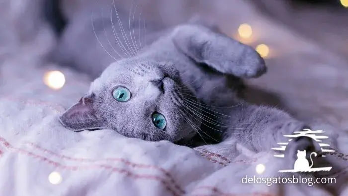 Gatito Azul Ruso acostado