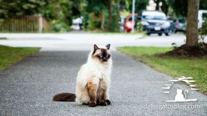 Gato Balines enojado en la calle