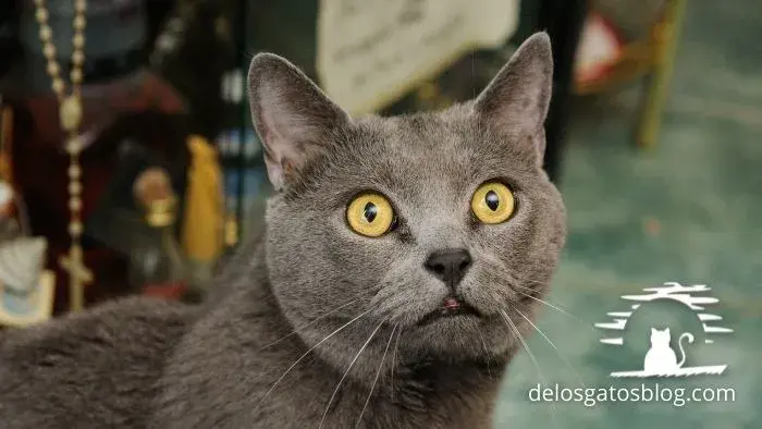 Gato Chartreux con cara de asombro