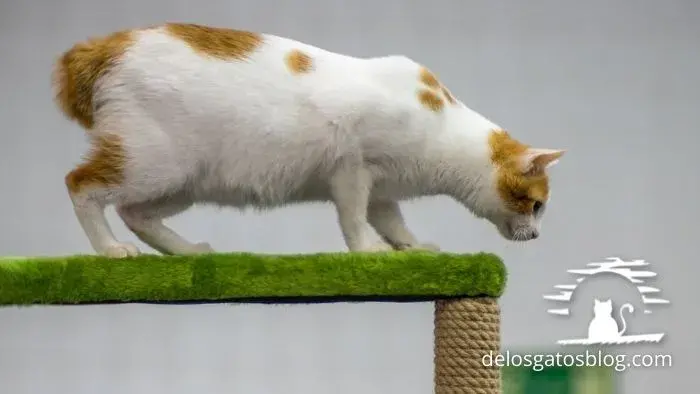 Gato bobtail japones a punto de saltar de su casita