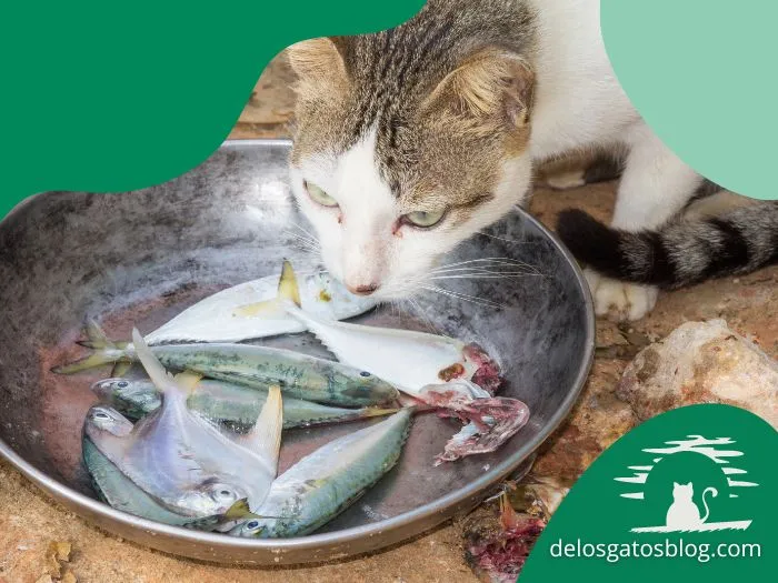 Gato comiendo pescado crudo en una olla