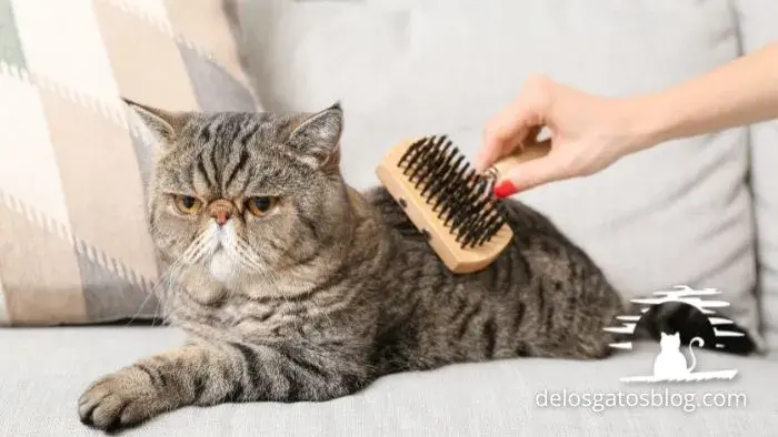 Gato gato exótico siendo peinado