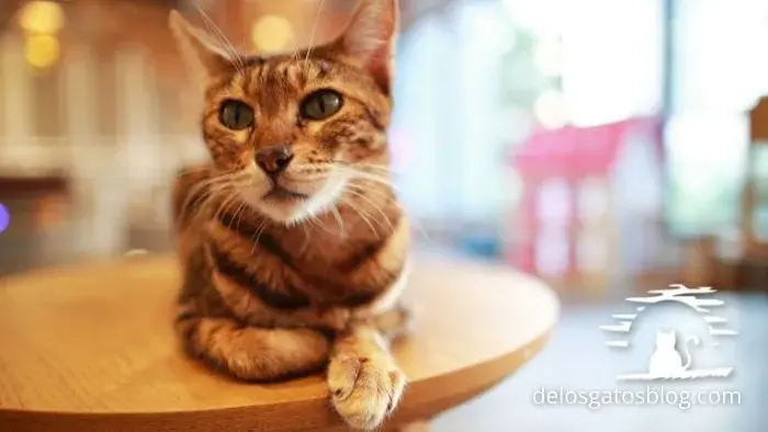 Gato ocicat posando sobre una mesa