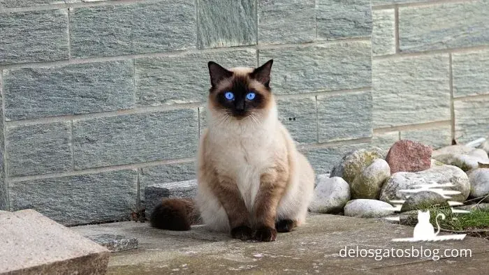 Gato siames tradicional con ojos azules posando para la foto
