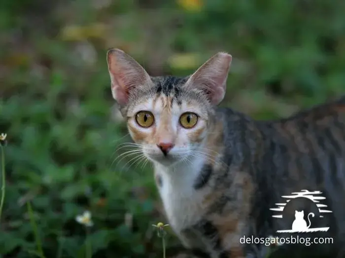Gato singapura
