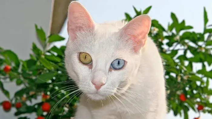 Gato van turco blanco con ojos de diferente color