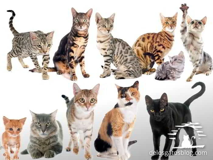 Geupo de gatos de diferentes razas