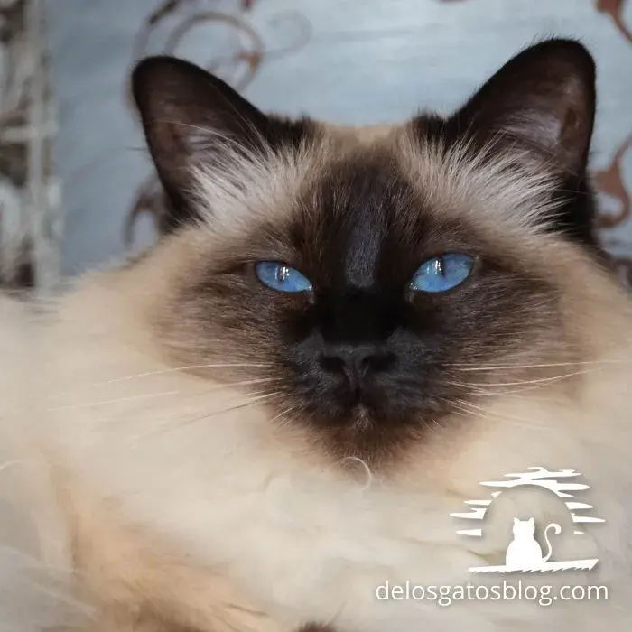 Hermoso gato Balines con cara de sueño - copia