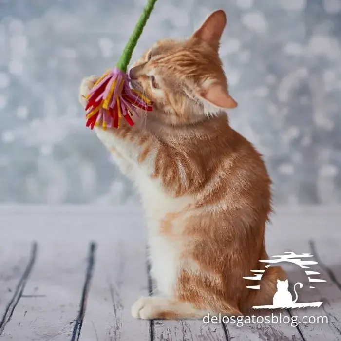 Hermoso gato Bobtail Americano jugando