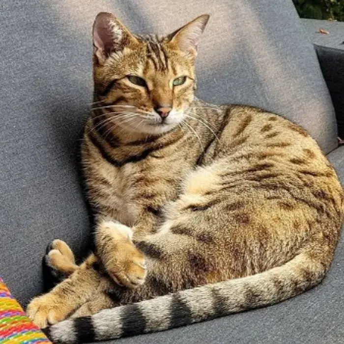 Hermoso gato Cheetoh echado en el sofá