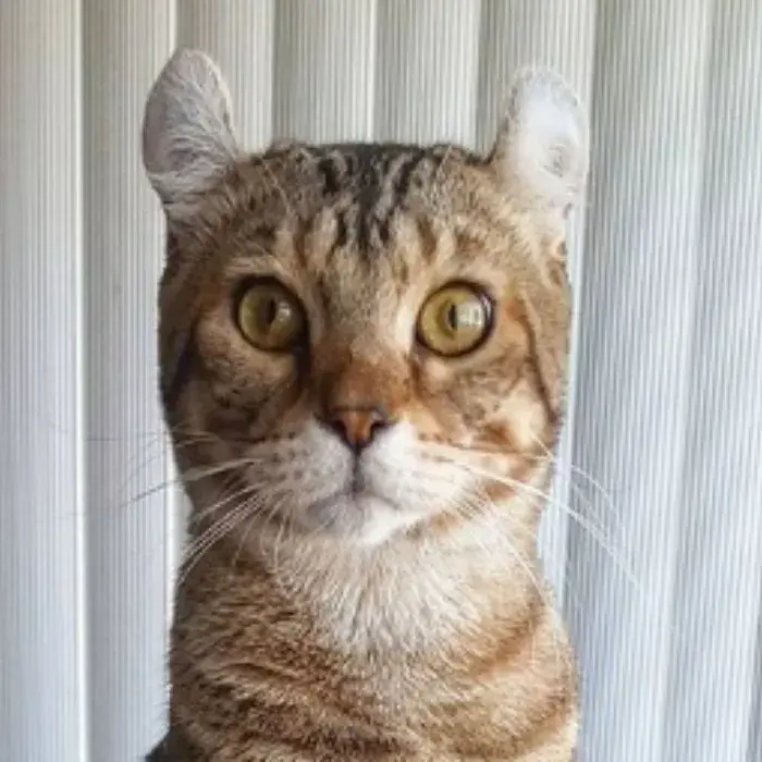 Hermoso gato Highlander mostrando cara de sorpresa