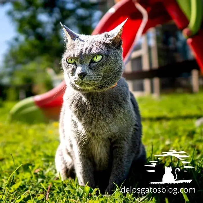 Hermoso gato Korat paseando en el parque