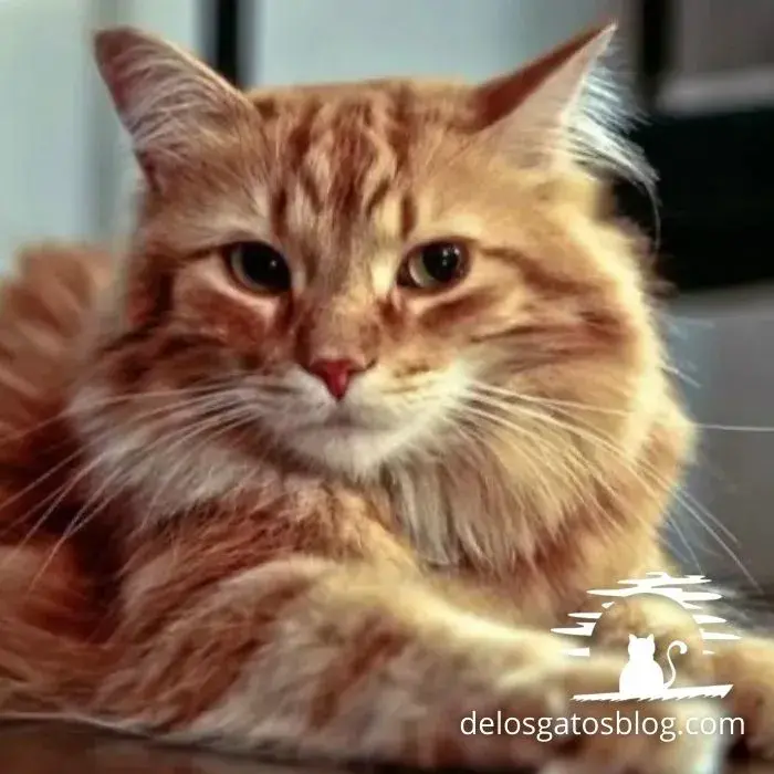Hermoso gato cymric mirando fijamente a la camara