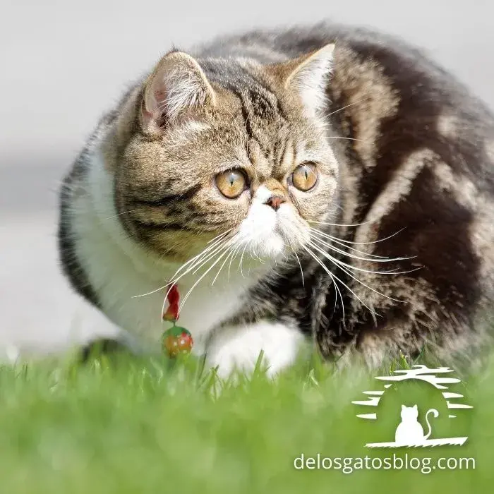 Hermoso gato exótico dando un paseo en el pasto - copia
