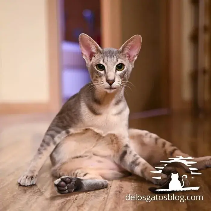 Hermoso gato javanes con un sentado extraño