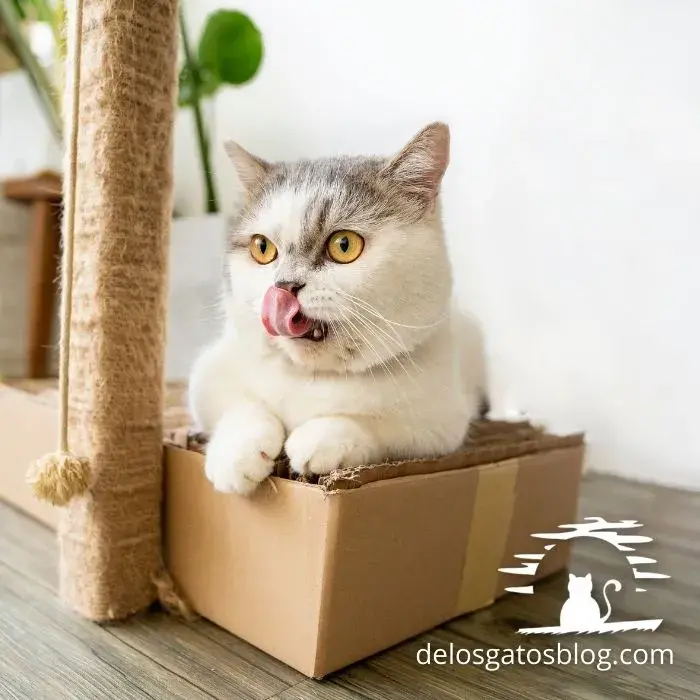 Hermoso gato munchkin saborenado dentro de una caja