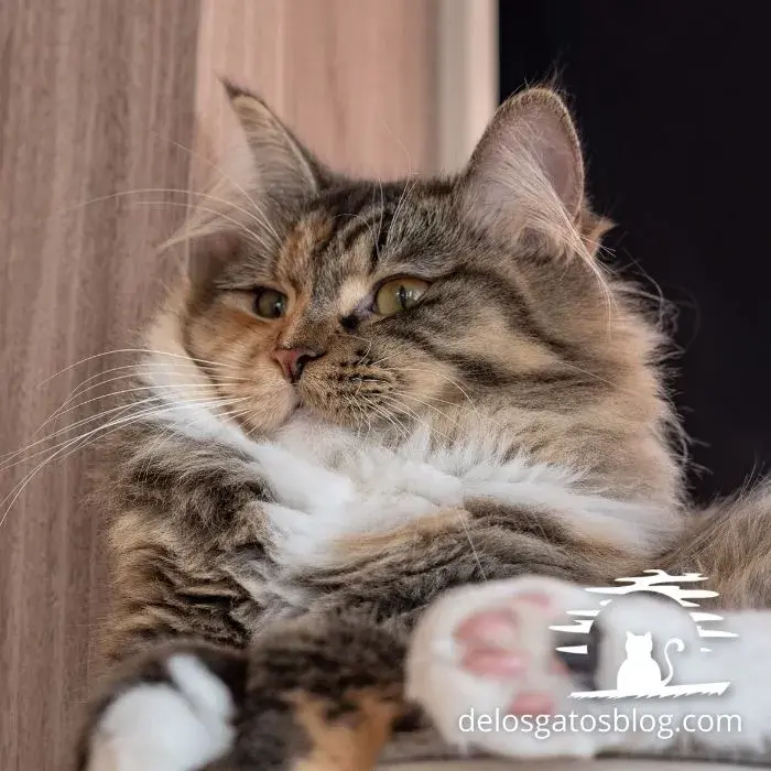 Hermoso gato ragamuffin mostrando sus patitas