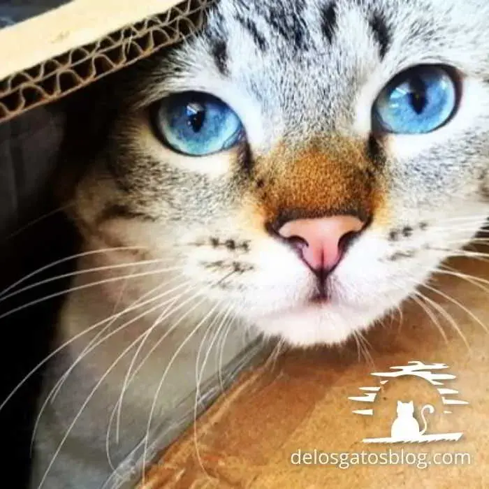 Hermoso gato raza ojos azules b
