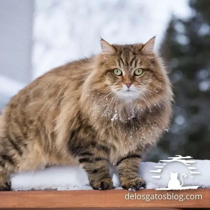 Hermoso gato siberiano sobre la nieve