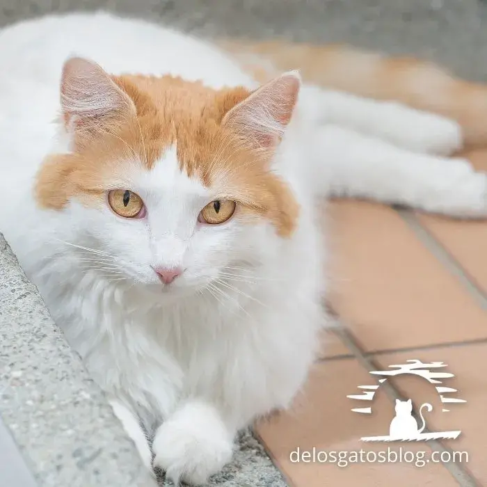 Hermoso gato van turco mirando fijamente a la camara