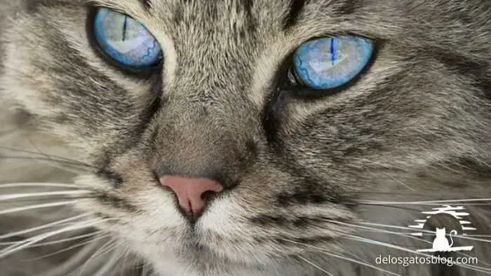 Otro gato de la raza ojos azules d