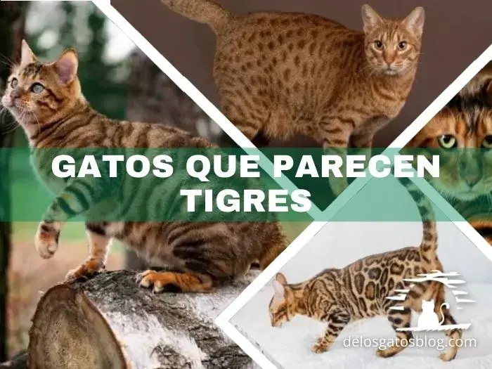 Razas de gatos que parecen tigres