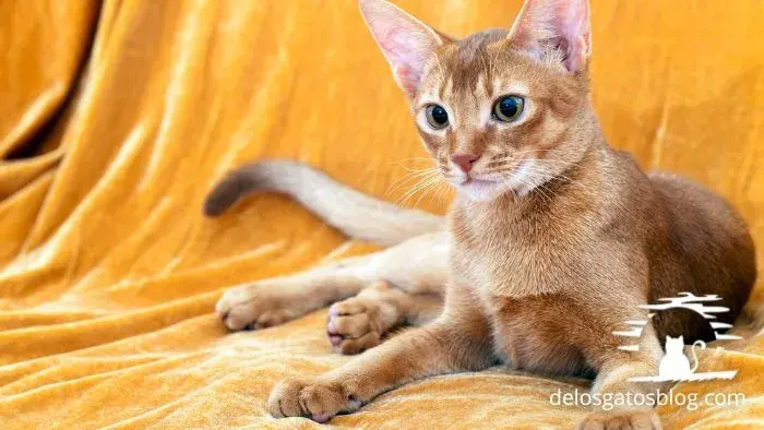 abisinio gato de posible origen egipcio