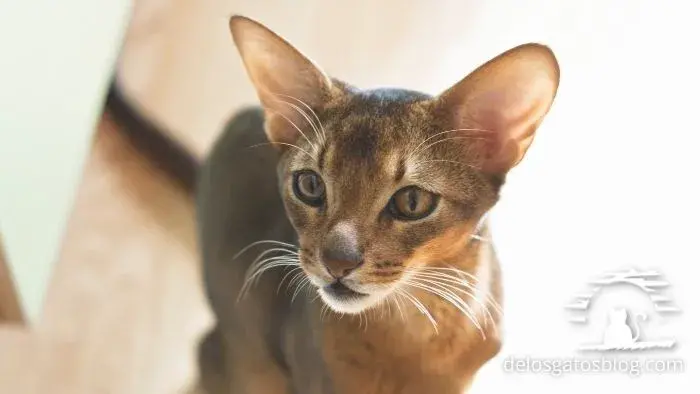 abisinio gato pelaje de longitud media