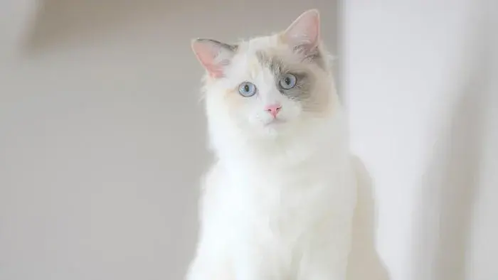 adorable Ragdoll blanco con ojos celestes