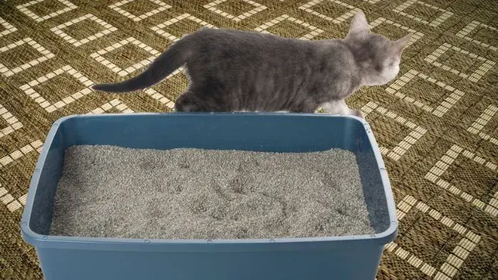 al gato no le gusta la arena de su casa