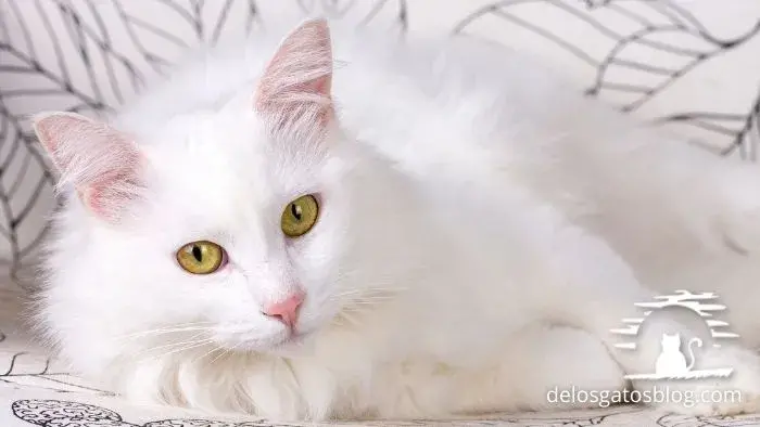 angora turco gato con pelo semilargo
