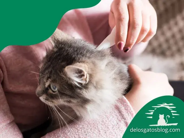 aplicando tratamiento anti pulgas a un gatito