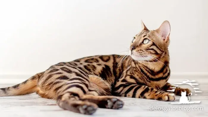 bengala gato asiático originario de estados unidos