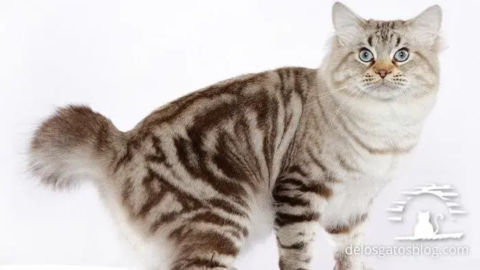 bobtail americano gato con pelaje de longitud media
